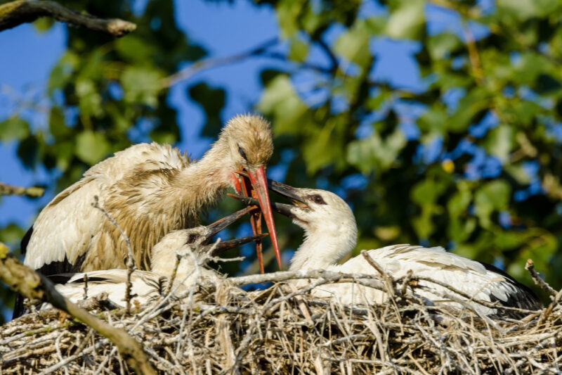 Cigogne blanche nourrissant ses deux jeunes